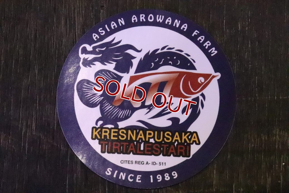 画像9: 【淡水魚】【通販】セレクト個体 証明書付き＆ステッカー付 ショートボディ 紅龍(エクストリームレッド)登録番号250-004124【個体販売】【アジアアロワナ】(±13cm)(大型魚)(生体)(熱帯魚)NKO (9)