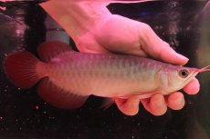 画像1: 【淡水魚】【通販】セレクト個体 証明書付き＆ステッカー付 SUMO STYLE 紅龍(エクストリームレッド)登録番号250-004133【個体販売】【アジアアロワナ】(±21cm)(大型魚)(生体)(熱帯魚)NKO (1)