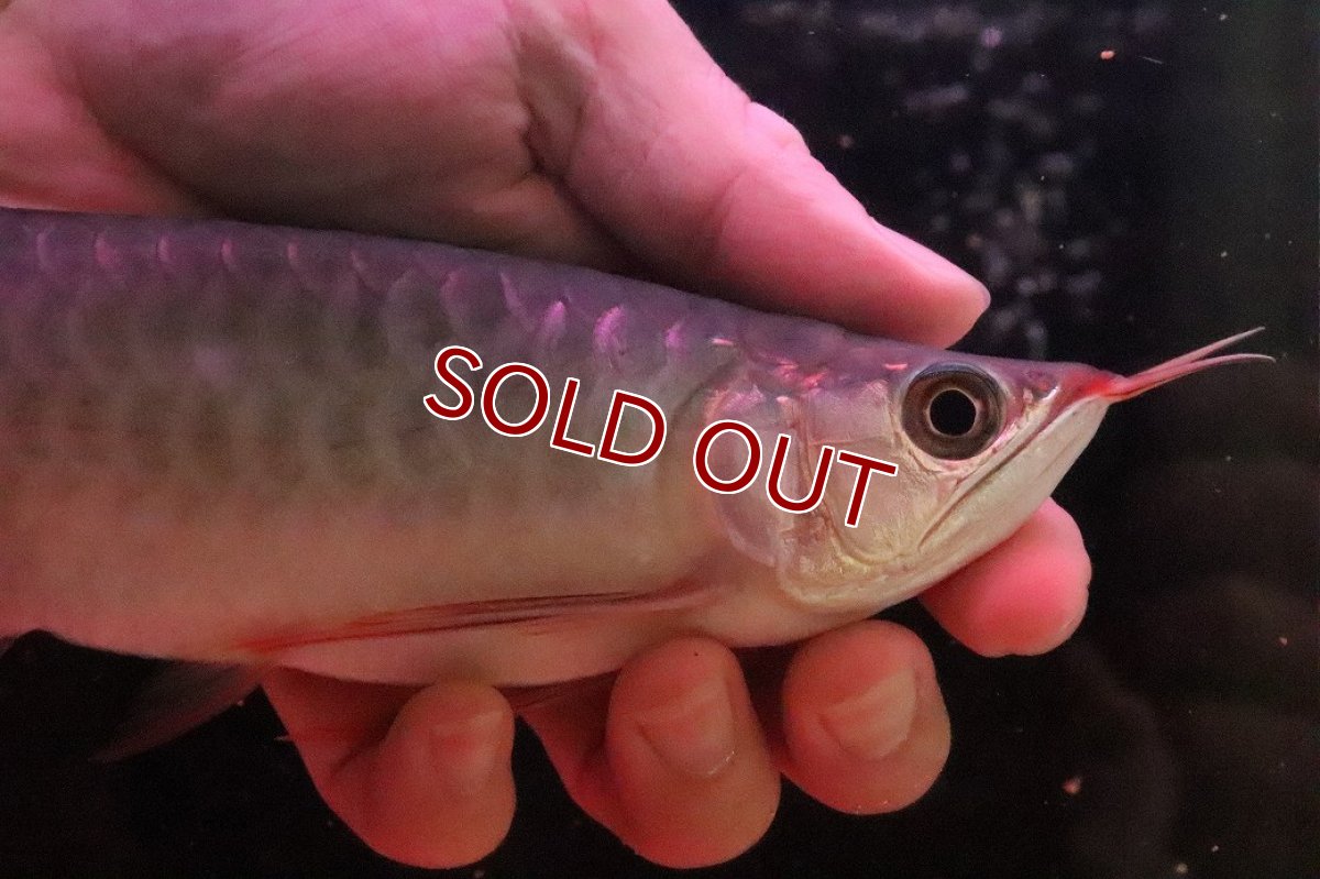 画像2: 【淡水魚】【通販】セレクト個体 証明書付き＆ステッカー付 SUMO STYLE 紅龍(エクストリームレッド)登録番号250-004133【個体販売】【アジアアロワナ】(±21cm)(大型魚)(生体)(熱帯魚)NKO (2)