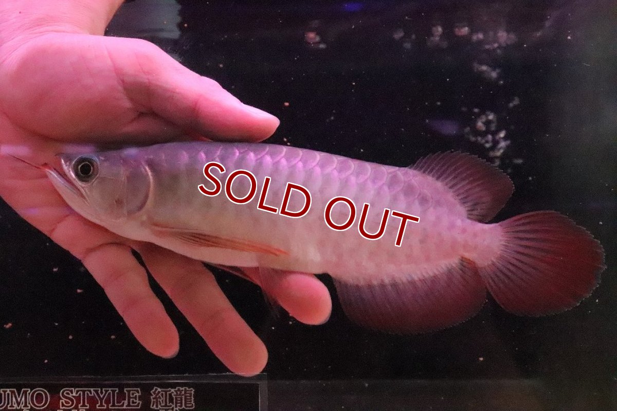 画像4: 【淡水魚】【通販】セレクト個体 証明書付き＆ステッカー付 SUMO STYLE 紅龍(エクストリームレッド)登録番号250-004133【個体販売】【アジアアロワナ】(±21cm)(大型魚)(生体)(熱帯魚)NKO (4)