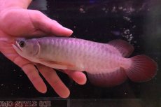画像4: 【淡水魚】【通販】セレクト個体 証明書付き＆ステッカー付 SUMO STYLE 紅龍(エクストリームレッド)登録番号250-004133【個体販売】【アジアアロワナ】(±21cm)(大型魚)(生体)(熱帯魚)NKO (4)