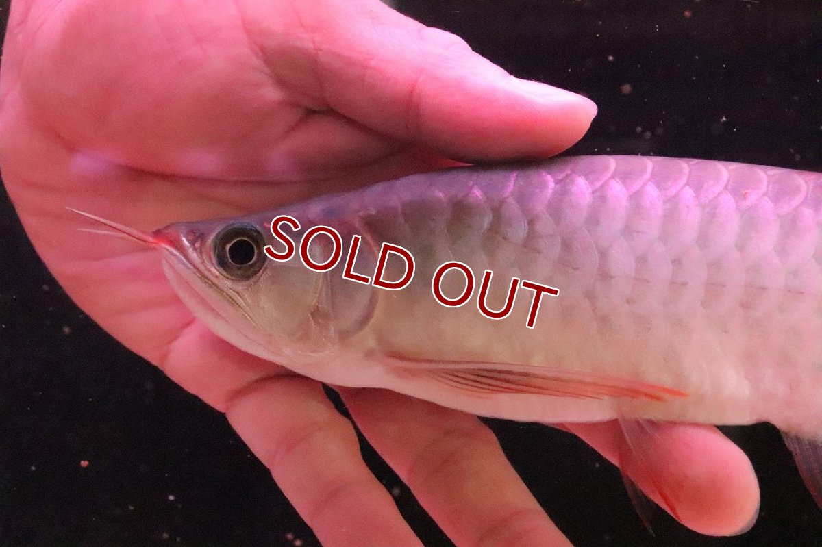 画像5: 【淡水魚】【通販】セレクト個体 証明書付き＆ステッカー付 SUMO STYLE 紅龍(エクストリームレッド)登録番号250-004133【個体販売】【アジアアロワナ】(±21cm)(大型魚)(生体)(熱帯魚)NKO (5)