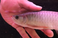 画像5: 【淡水魚】【通販】セレクト個体 証明書付き＆ステッカー付 SUMO STYLE 紅龍(エクストリームレッド)登録番号250-004133【個体販売】【アジアアロワナ】(±21cm)(大型魚)(生体)(熱帯魚)NKO (5)