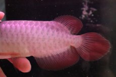 画像6: 【淡水魚】【通販】セレクト個体 証明書付き＆ステッカー付 SUMO STYLE 紅龍(エクストリームレッド)登録番号250-004133【個体販売】【アジアアロワナ】(±21cm)(大型魚)(生体)(熱帯魚)NKO (6)