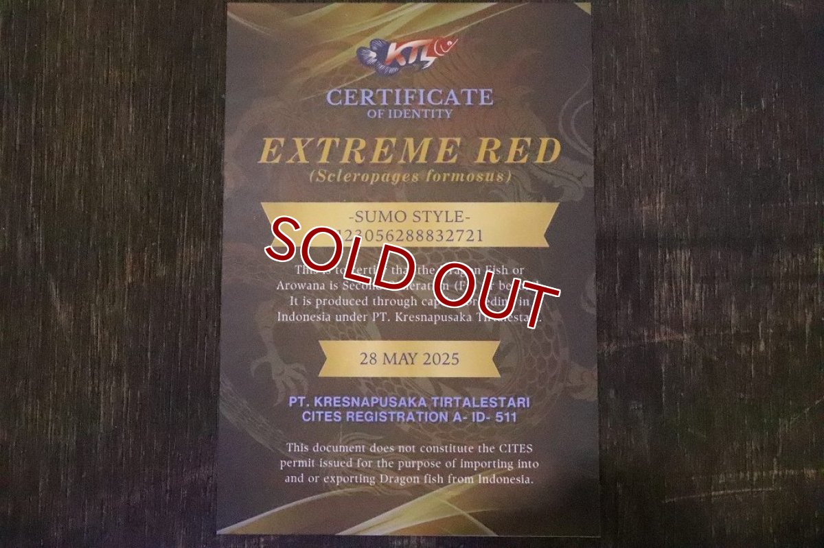 画像7: 【淡水魚】【通販】セレクト個体 証明書付き＆ステッカー付 SUMO STYLE 紅龍(エクストリームレッド)登録番号250-004133【個体販売】【アジアアロワナ】(±21cm)(大型魚)(生体)(熱帯魚)NKO (7)