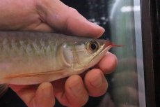 画像2: 【淡水魚】【通販】セレクト個体 証明書付き＆ステッカー付 SUMO STYLE 紅龍(エクストリームレッド)登録番号250-004129【個体販売】【アジアアロワナ】(±19cm)(大型魚)(生体)(熱帯魚)NKO (2)