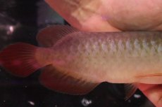 画像3: 【淡水魚】【通販】セレクト個体 証明書付き＆ステッカー付 SUMO STYLE 紅龍(エクストリームレッド)登録番号250-004129【個体販売】【アジアアロワナ】(±19cm)(大型魚)(生体)(熱帯魚)NKO (3)