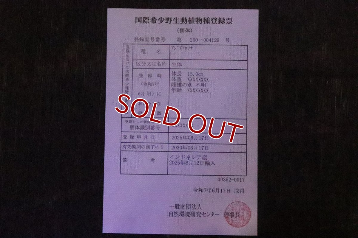 画像8: 【淡水魚】【通販】セレクト個体 証明書付き＆ステッカー付 SUMO STYLE 紅龍(エクストリームレッド)登録番号250-004129【個体販売】【アジアアロワナ】(±19cm)(大型魚)(生体)(熱帯魚)NKO (8)