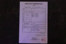 画像8: 【淡水魚】【通販】セレクト個体 証明書付き＆ステッカー付 SUMO STYLE 紅龍(エクストリームレッド)登録番号250-004129【個体販売】【アジアアロワナ】(±19cm)(大型魚)(生体)(熱帯魚)NKO (8)