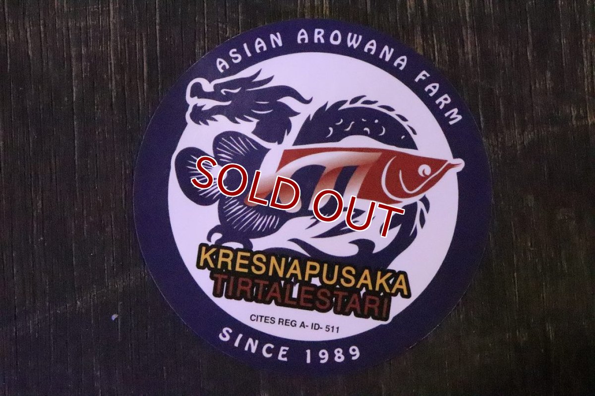 画像9: 【淡水魚】【通販】セレクト個体 証明書付き＆ステッカー付 SUMO STYLE 紅龍(エクストリームレッド)登録番号250-004129【個体販売】【アジアアロワナ】(±19cm)(大型魚)(生体)(熱帯魚)NKO (9)