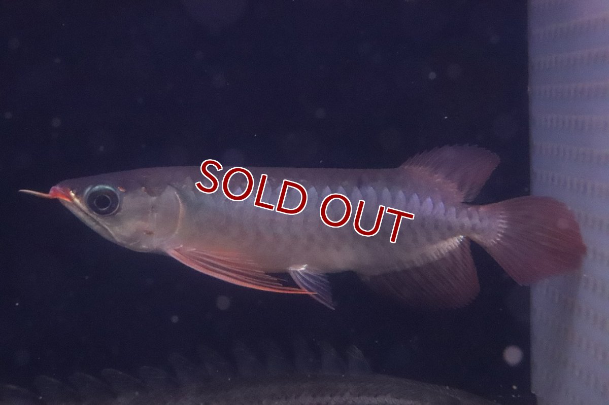 画像1: 【淡水魚】【通販】激安 赤強い 紅龍(スーパーレッド)登録番号250-003282【個体販売】(±19cm)(大型魚)(生体)(熱帯魚)NKO (1)