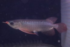 画像1: 【淡水魚】【通販】激安 赤強い 紅龍(スーパーレッド)登録番号250-003282【個体販売】(±19cm)(大型魚)(生体)(熱帯魚)NKO (1)
