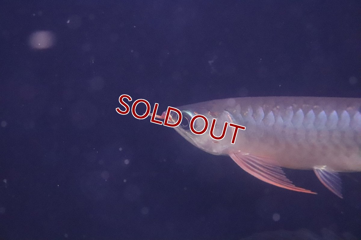 画像2: 【淡水魚】【通販】激安 赤強い 紅龍(スーパーレッド)登録番号250-003282【個体販売】(±19cm)(大型魚)(生体)(熱帯魚)NKO (2)