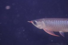 画像2: 【淡水魚】【通販】激安 赤強い 紅龍(スーパーレッド)登録番号250-003282【個体販売】(±19cm)(大型魚)(生体)(熱帯魚)NKO (2)