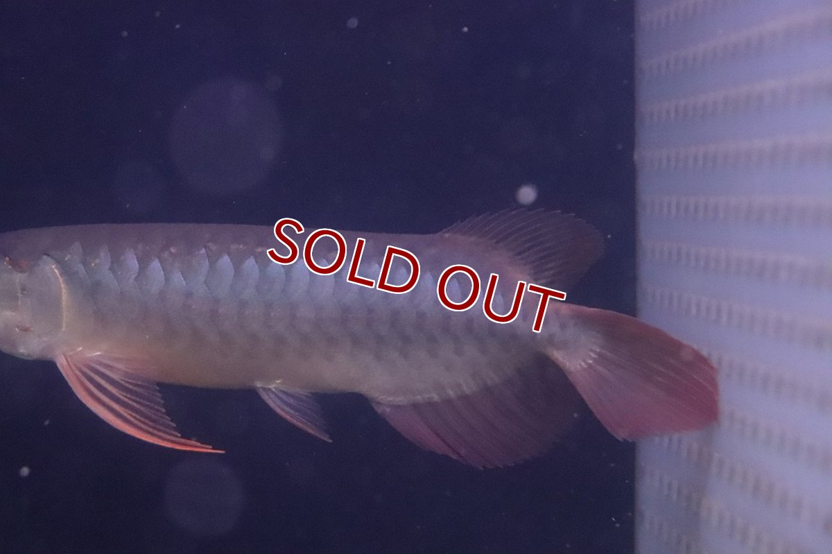 画像3: 【淡水魚】【通販】激安 赤強い 紅龍(スーパーレッド)登録番号250-003282【個体販売】(±19cm)(大型魚)(生体)(熱帯魚)NKO (3)