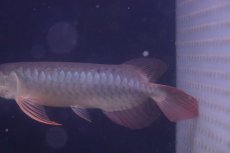 画像3: 【淡水魚】【通販】激安 赤強い 紅龍(スーパーレッド)登録番号250-003282【個体販売】(±19cm)(大型魚)(生体)(熱帯魚)NKO (3)