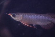 画像4: 【淡水魚】【通販】激安 赤強い 紅龍(スーパーレッド)登録番号250-003282【個体販売】(±19cm)(大型魚)(生体)(熱帯魚)NKO (4)