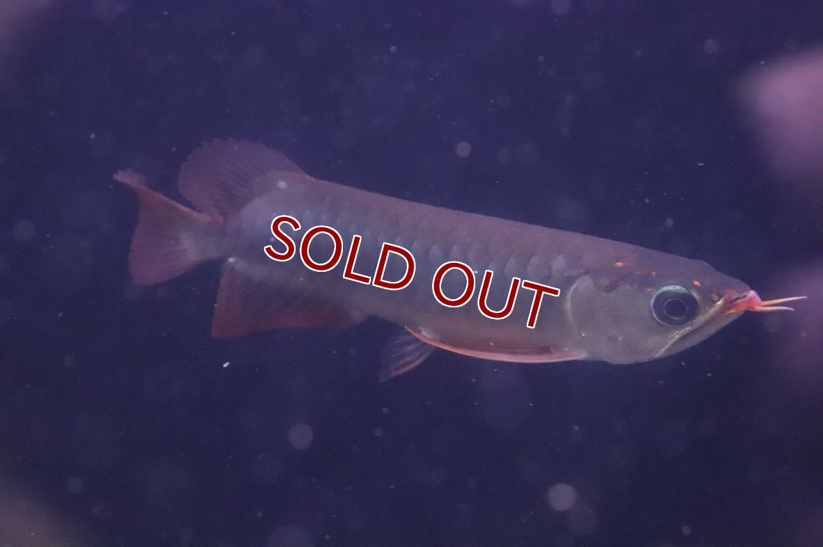 画像5: 【淡水魚】【通販】激安 赤強い 紅龍(スーパーレッド)登録番号250-003282【個体販売】(±19cm)(大型魚)(生体)(熱帯魚)NKO (5)