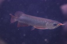 画像5: 【淡水魚】【通販】激安 赤強い 紅龍(スーパーレッド)登録番号250-003282【個体販売】(±19cm)(大型魚)(生体)(熱帯魚)NKO (5)