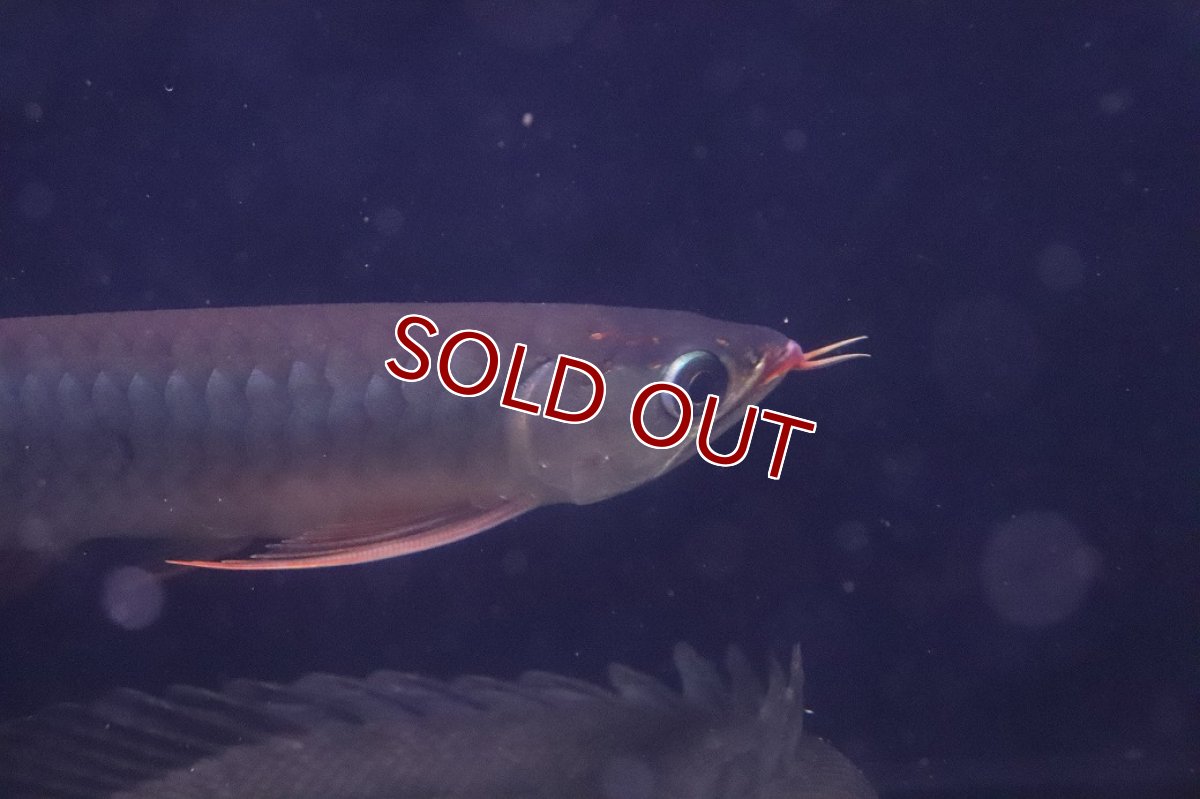 画像6: 【淡水魚】【通販】激安 赤強い 紅龍(スーパーレッド)登録番号250-003282【個体販売】(±19cm)(大型魚)(生体)(熱帯魚)NKO (6)