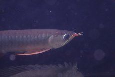 画像6: 【淡水魚】【通販】激安 赤強い 紅龍(スーパーレッド)登録番号250-003282【個体販売】(±19cm)(大型魚)(生体)(熱帯魚)NKO (6)