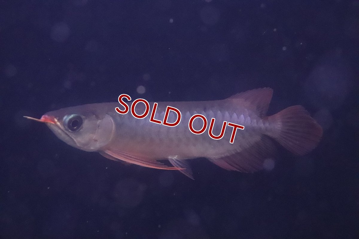 画像7: 【淡水魚】【通販】激安 赤強い 紅龍(スーパーレッド)登録番号250-003282【個体販売】(±19cm)(大型魚)(生体)(熱帯魚)NKO (7)