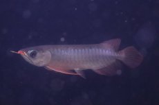 画像7: 【淡水魚】【通販】激安 赤強い 紅龍(スーパーレッド)登録番号250-003282【個体販売】(±19cm)(大型魚)(生体)(熱帯魚)NKO (7)