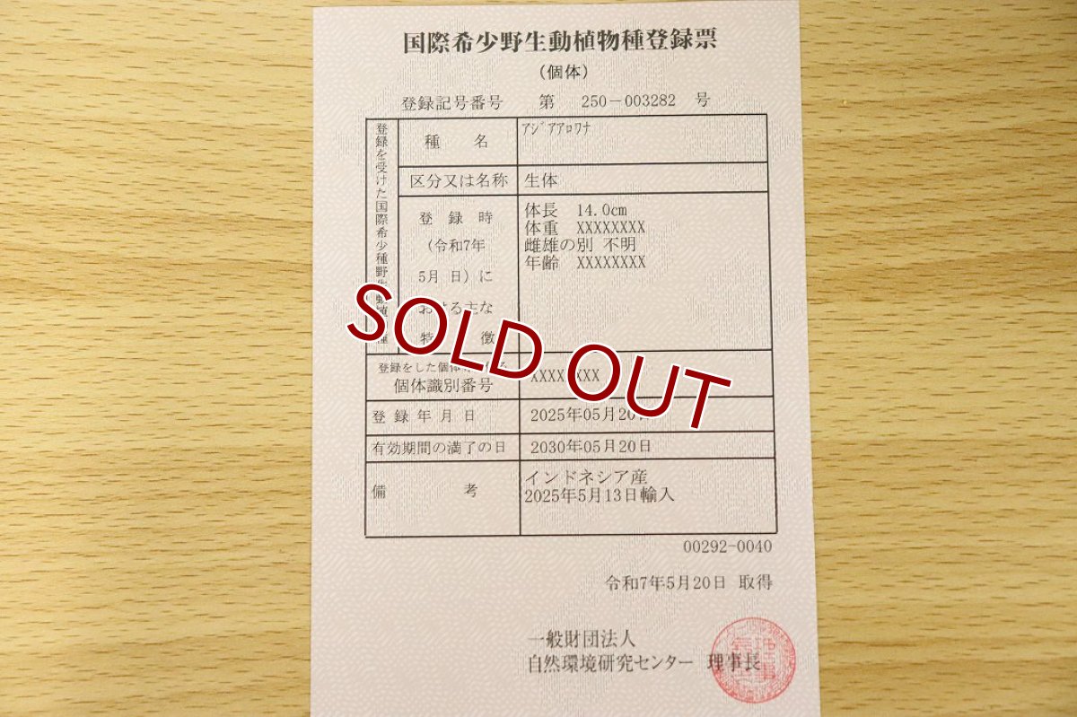 画像8: 【淡水魚】【通販】激安 赤強い 紅龍(スーパーレッド)登録番号250-003282【個体販売】(±19cm)(大型魚)(生体)(熱帯魚)NKO (8)