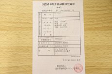 画像8: 【淡水魚】【通販】激安 赤強い 紅龍(スーパーレッド)登録番号250-003282【個体販売】(±19cm)(大型魚)(生体)(熱帯魚)NKO (8)