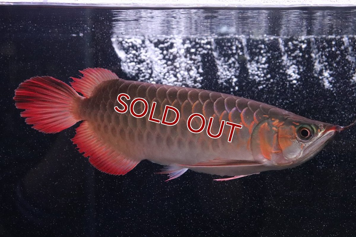 画像1: 【淡水魚】【通販】証明書付き＆ステッカー付 SUMO STYLE 紅龍(エクストリームレッド)登録番号250-004133【個体販売】【アジアアロワナ】(±21cm)(大型魚)(生体)(熱帯魚)NKO (1)