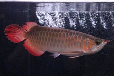 画像1: 【淡水魚】【通販】証明書付き＆ステッカー付 SUMO STYLE 紅龍(エクストリームレッド)登録番号250-004133【個体販売】【アジアアロワナ】(±21cm)(大型魚)(生体)(熱帯魚)NKO (1)