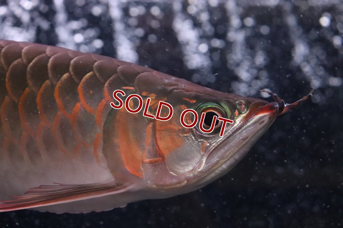 画像2: 【淡水魚】【通販】証明書付き＆ステッカー付 SUMO STYLE 紅龍(エクストリームレッド)登録番号250-004133【個体販売】【アジアアロワナ】(±21cm)(大型魚)(生体)(熱帯魚)NKO (2)