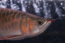 画像2: 【淡水魚】【通販】証明書付き＆ステッカー付 SUMO STYLE 紅龍(エクストリームレッド)登録番号250-004133【個体販売】【アジアアロワナ】(±21cm)(大型魚)(生体)(熱帯魚)NKO (2)