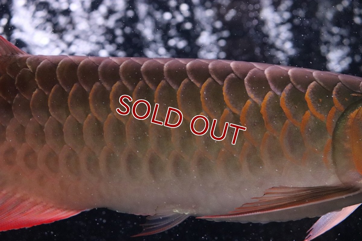 画像3: 【淡水魚】【通販】証明書付き＆ステッカー付 SUMO STYLE 紅龍(エクストリームレッド)登録番号250-004133【個体販売】【アジアアロワナ】(±21cm)(大型魚)(生体)(熱帯魚)NKO (3)