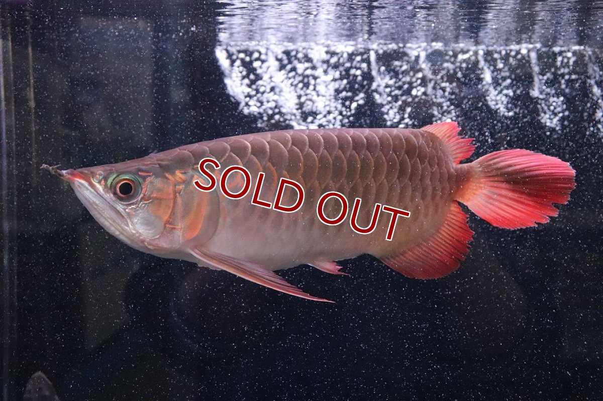画像4: 【淡水魚】【通販】証明書付き＆ステッカー付 SUMO STYLE 紅龍(エクストリームレッド)登録番号250-004133【個体販売】【アジアアロワナ】(±21cm)(大型魚)(生体)(熱帯魚)NKO (4)