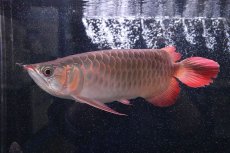 画像4: 【淡水魚】【通販】証明書付き＆ステッカー付 SUMO STYLE 紅龍(エクストリームレッド)登録番号250-004133【個体販売】【アジアアロワナ】(±21cm)(大型魚)(生体)(熱帯魚)NKO (4)