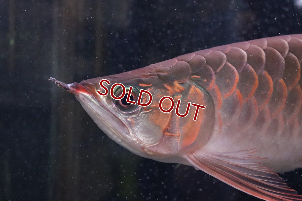 画像5: 【淡水魚】【通販】証明書付き＆ステッカー付 SUMO STYLE 紅龍(エクストリームレッド)登録番号250-004133【個体販売】【アジアアロワナ】(±21cm)(大型魚)(生体)(熱帯魚)NKO (5)