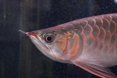 画像5: 【淡水魚】【通販】証明書付き＆ステッカー付 SUMO STYLE 紅龍(エクストリームレッド)登録番号250-004133【個体販売】【アジアアロワナ】(±21cm)(大型魚)(生体)(熱帯魚)NKO (5)