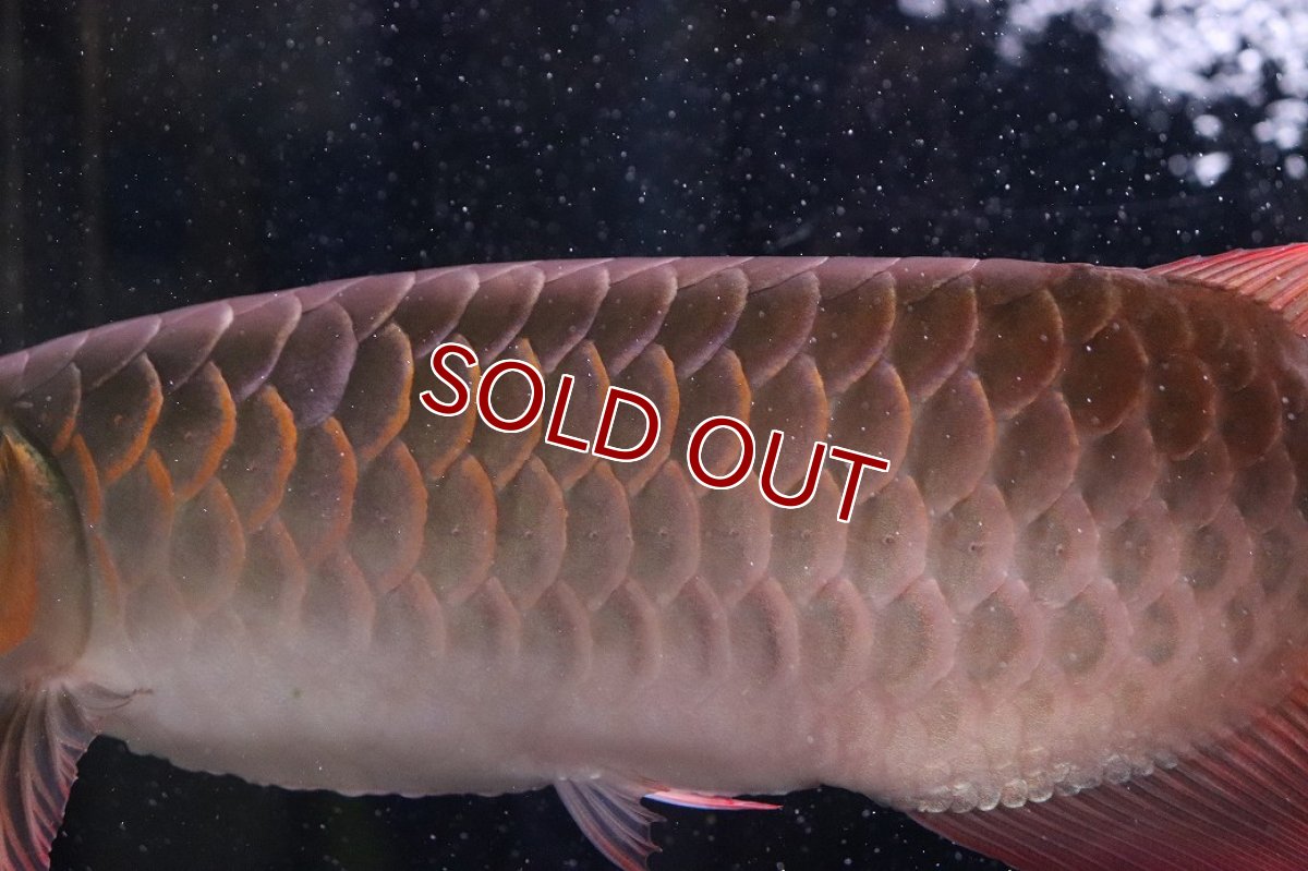 画像6: 【淡水魚】【通販】証明書付き＆ステッカー付 SUMO STYLE 紅龍(エクストリームレッド)登録番号250-004133【個体販売】【アジアアロワナ】(±21cm)(大型魚)(生体)(熱帯魚)NKO (6)