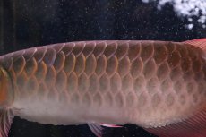 画像6: 【淡水魚】【通販】証明書付き＆ステッカー付 SUMO STYLE 紅龍(エクストリームレッド)登録番号250-004133【個体販売】【アジアアロワナ】(±21cm)(大型魚)(生体)(熱帯魚)NKO (6)