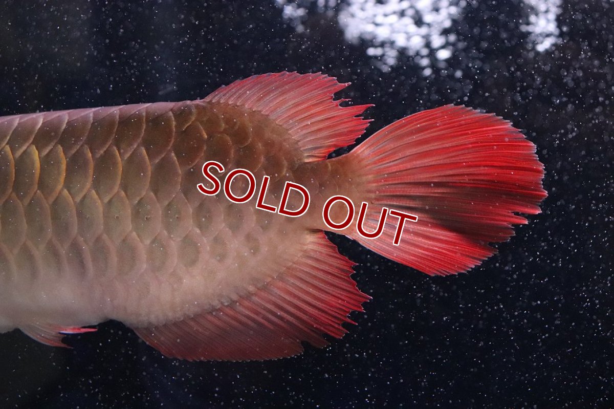 画像7: 【淡水魚】【通販】証明書付き＆ステッカー付 SUMO STYLE 紅龍(エクストリームレッド)登録番号250-004133【個体販売】【アジアアロワナ】(±21cm)(大型魚)(生体)(熱帯魚)NKO (7)