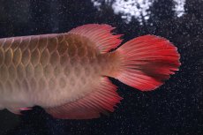 画像7: 【淡水魚】【通販】証明書付き＆ステッカー付 SUMO STYLE 紅龍(エクストリームレッド)登録番号250-004133【個体販売】【アジアアロワナ】(±21cm)(大型魚)(生体)(熱帯魚)NKO (7)