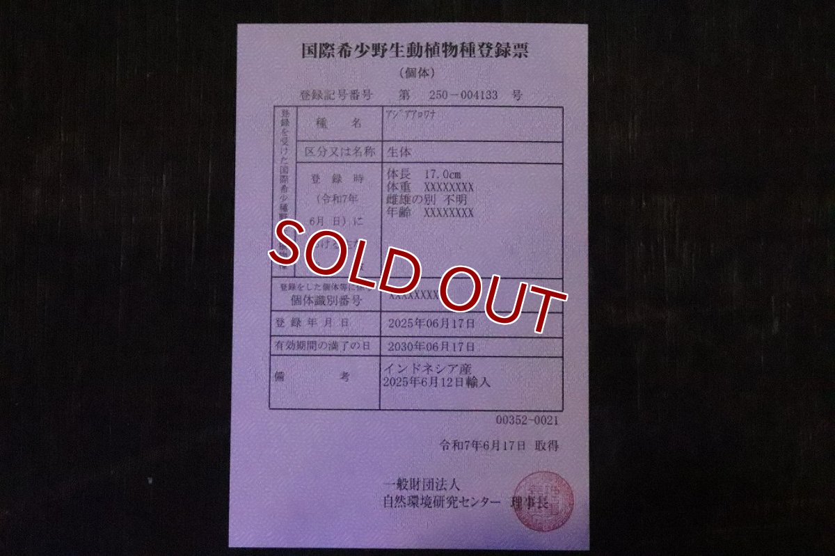 画像9: 【淡水魚】【通販】証明書付き＆ステッカー付 SUMO STYLE 紅龍(エクストリームレッド)登録番号250-004133【個体販売】【アジアアロワナ】(±21cm)(大型魚)(生体)(熱帯魚)NKO (9)