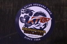 画像10: 【淡水魚】【通販】証明書付き＆ステッカー付 SUMO STYLE 紅龍(エクストリームレッド)登録番号250-004133【個体販売】【アジアアロワナ】(±21cm)(大型魚)(生体)(熱帯魚)NKO (10)