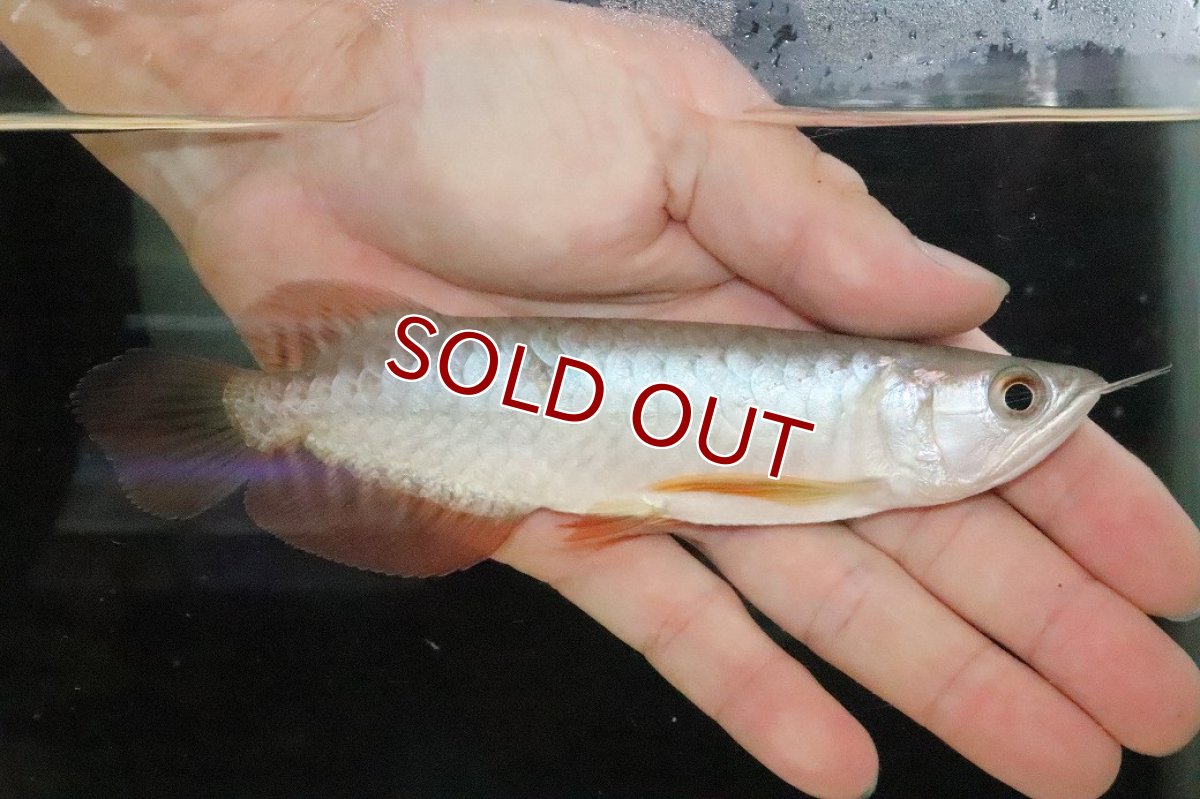 画像1: 【ウィンターセール 10％OFF対象商品】【淡水魚】【通販】【20％OFF済生体】セレクト個体 証明書付き 過背金龍(クロスバッグゴールデン)登録番号250-005069【個体販売】【アジアアロワナ】(±14cm)(大型魚)(生体)(熱帯魚)NKO (1)