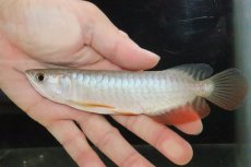 画像2: 【淡水魚】【通販】セレクト個体 証明書付き 過背金龍(クロスバッグゴールデン)登録番号250-005069【個体販売】【アジアアロワナ】(±14cm)(大型魚)(生体)(熱帯魚)NKO (2)