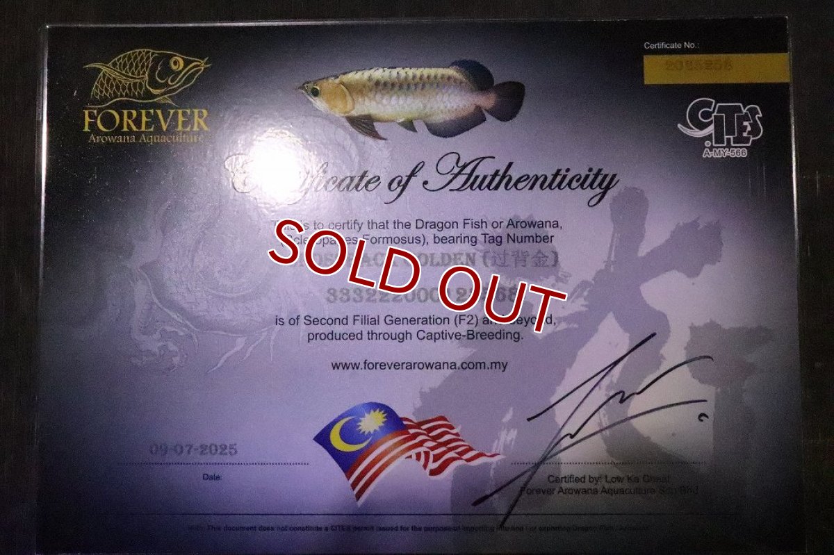 画像3: 【ウィンターセール 10％OFF対象商品】【淡水魚】【通販】【20％OFF済生体】セレクト個体 証明書付き 過背金龍(クロスバッグゴールデン)登録番号250-005069【個体販売】【アジアアロワナ】(±14cm)(大型魚)(生体)(熱帯魚)NKO (3)