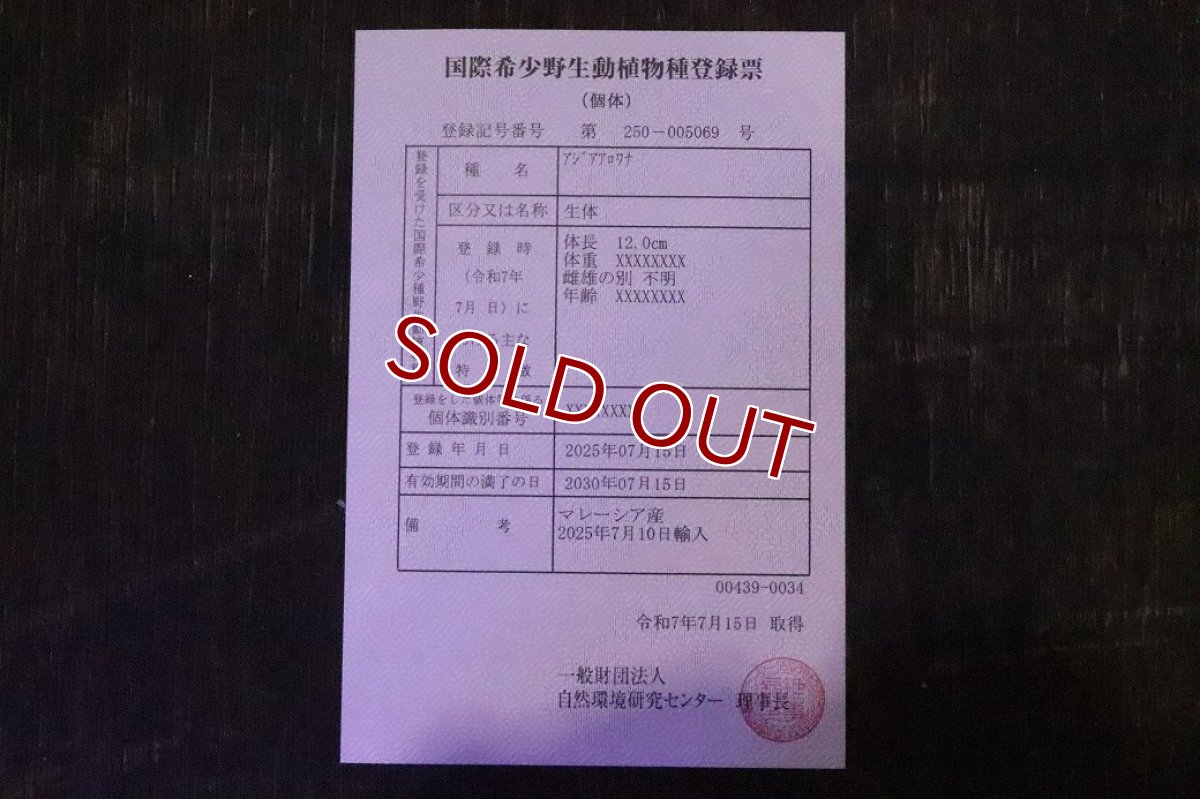 画像4: 【ウィンターセール 10％OFF対象商品】【淡水魚】【通販】【20％OFF済生体】セレクト個体 証明書付き 過背金龍(クロスバッグゴールデン)登録番号250-005069【個体販売】【アジアアロワナ】(±14cm)(大型魚)(生体)(熱帯魚)NKO (4)