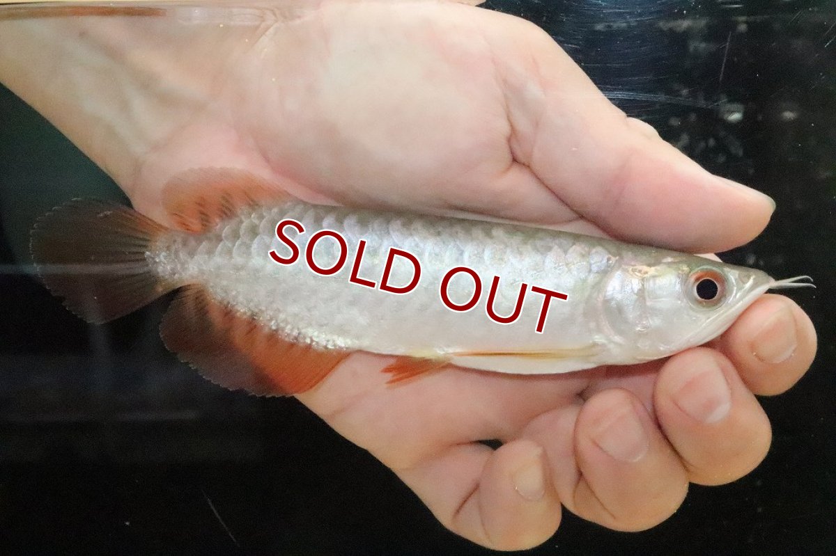 画像1: 【淡水魚】【通販】【20％OFF済生体】セレクト個体 証明書付き 過背金龍(クロスバッグゴールデン)登録番号250-005078【個体販売】【アジアアロワナ】(±14cm)(大型魚)(生体)(熱帯魚)NKO (1)