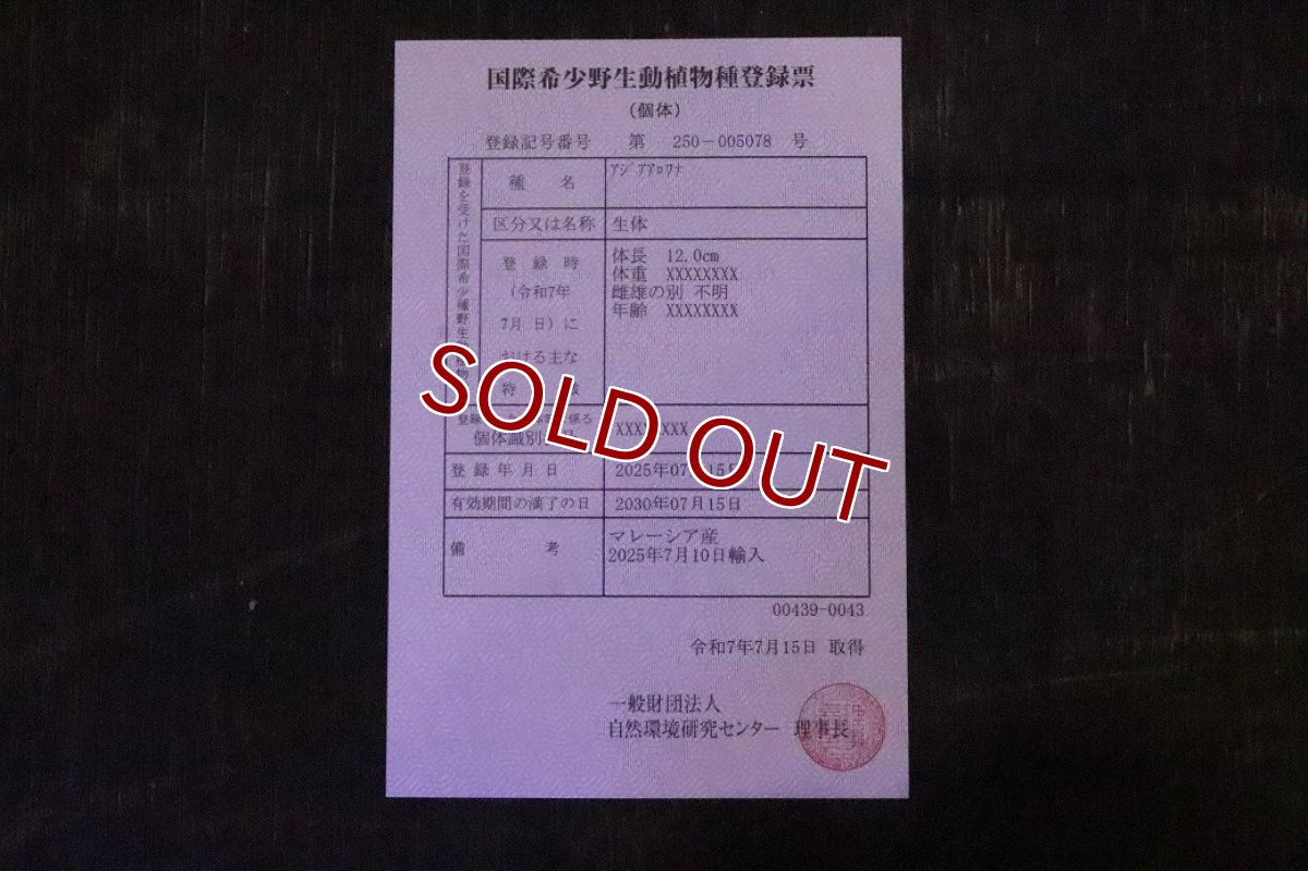 画像4: 【淡水魚】【通販】【20％OFF済生体】セレクト個体 証明書付き 過背金龍(クロスバッグゴールデン)登録番号250-005078【個体販売】【アジアアロワナ】(±14cm)(大型魚)(生体)(熱帯魚)NKO (4)